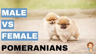 Male vs Female Pomeranians- 10 Differences Between Them