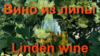 Вино из липы / Linden wine