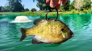 The Pond MONSTER Ate a GIANT Live Bait!!! (BIGGEST in Years!)