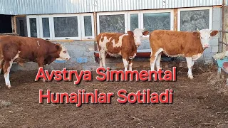 Avstriya Simmental Hunajinlar Sotiladi Simmental ishqibozlari uchun Maxsus  @oson_bozor