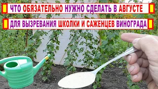 🍇 Что делать если НЕ ВЫЗРЕВАЮТ САЖЕНЦЫ и школка ВИНОГРАДА?Начните ЭТО уже в августе. Через 5 дней...