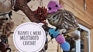 Owl Luchik gets cute toys. How do you like the hat of a cute little owl?