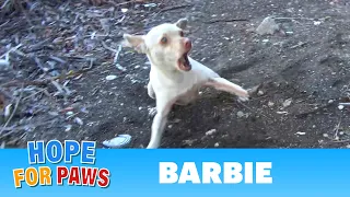 Homeless dog by the freeway is TERRIFIED of humans - the end will blow your mind! #chihuahua