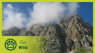 The Carnic Alps - Nature’s Treasure Trove - Go Wild