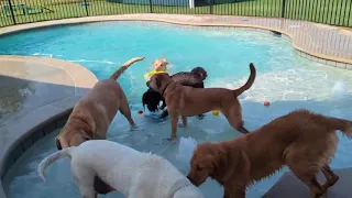 pool playtime at doggy daycare