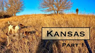 Kansas Bobwhite Quail part 1-Tough Hunting!