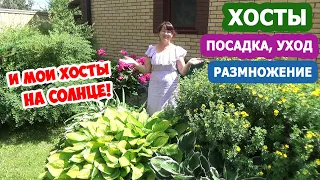 ХОСТЫ в дизайне сада! ХОСТА на СОЛНЦЕ - миф или реальность? Посадка, уход и МОИ СЕКРЕТЫ выращивания!