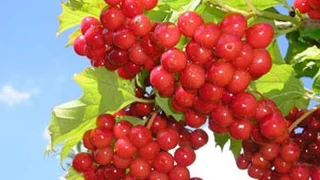 При долині кущ калини.     Viburnum bush at the valley.