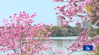 賞花不用到山區！高雄澄清湖隱藏版都市美景