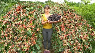 Harvesting Sour Strawberry Goes To Market Sell, Make Strawberry Syrup | Free Bushcraft