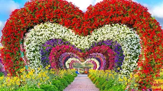 Dubai Miracle Garden December 2022