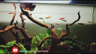 Male & Female Giant Betta getting Bigger!