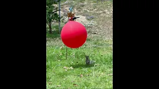 squirrel popping balloon burst  !