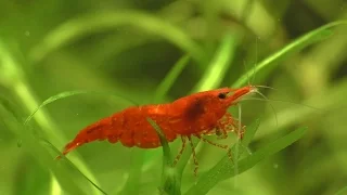 Cherry Shrimp - How To Breed, What To Feed, And Everything You Need.