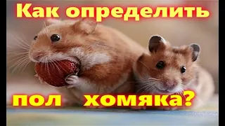 Как определить пол хомяка? - How to determine the gender of a hamster?