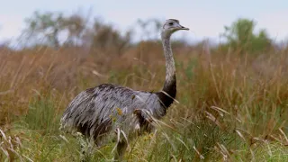 Take Flight with South American Birds | The Wild Place | Relax With Nature | BBC Earth