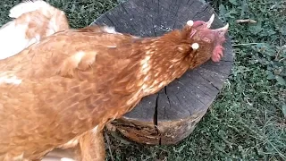 How to hack a chicken. Life hack.