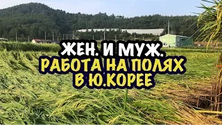 ЭТО ЖЕСТЬ! РАБОТА НА ПОЛЯХ В Ю. КОРЕЕ В 2024г // МОЯ ЗАРПЛАТА НА ПОЛЯХ?