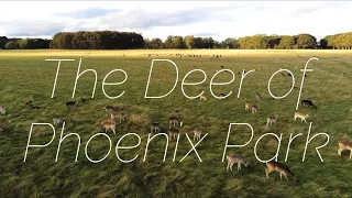 Deer Dance (The Deer of Phoenix Park) | Dublin | Ireland | 4K Aerial Film