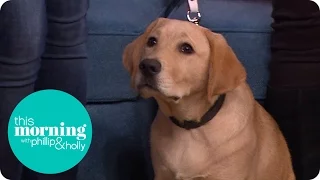 Guide Dog Puppy Training | This Morning