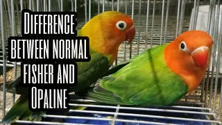 Difference between Opaline and Normal Fisher