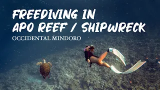 Freediving: Apo Reef, Occidental Mindoro / Shipwreck