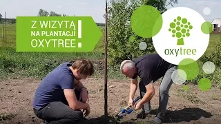 Zobacz plantację Oxytree! - Przycinanie drzew tlenowych w Starej Zblisze!