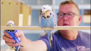 World's Biggest Budgies || Visit to UK's top budgerigar stud || Mike Ball's budgies