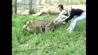 cheetah mating short