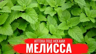 МЕЛИССА / О правилах сбора, нюансах заготовки и приготовлении полезных настоев /Аптека под ногами