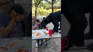 Bear hops onto table, eats picnic food as family freezes