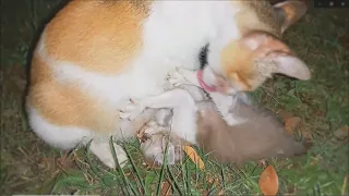 Kitten adopted by the cat, but rejected later