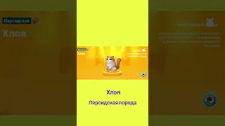 Появление Хлои в Kitten match