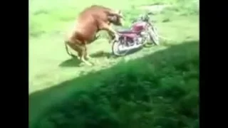 Bull mating with motorbike funny video हैट.अतिनै खप्न नसके पछि क्या गर्ने त् नी