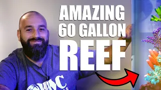 Josh's SPS Dominated 60 Gallon Reef Tank