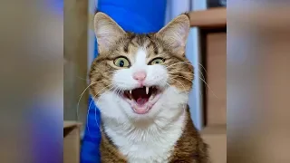 Смешные кошки и собаки 2019 Новые приколы с котами до слёз, смешные коты приколы 2019 funny cats #58