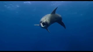 Disney Dolphins Movie  Trailers 1   Earth Day 2018   Disneynature Movies