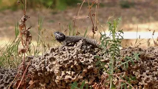 הסטוריה טבע ישראל תל אפק тель Афек Yarkon National Park. Tel Afek. history. nature. Israel