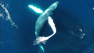 クジラの鳴き声で、治療と癒し。