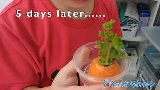 Grow Plant With Carrot Top - Planting Experiment Science For Kids