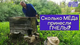 Сколько МЕДа принесли ПЧЕЛЫ?