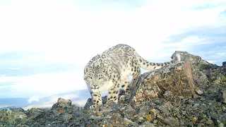 Uuliin ezen irves Kino  Snow leopard - Уулын эзэн ирвэс Уран сайхны кино