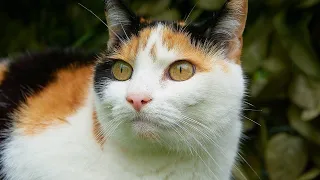 Трёхцветная кошка в доме,в чём её особенность.Рыжие, чёрные и белые коты и кошки.