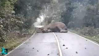 Я Бы и Сам Не Поверил, Но Эти Видео с Животными Удалось Снять На Камеру