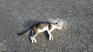 Attempt Rescue A Cat in An Accident But lost life/Emotional burial of Kitten in A Graveyard RIP