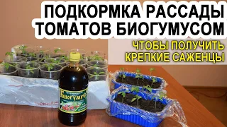 Подкормка рассады томатов биогумусом чтобы были толстенькие стебли