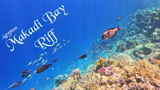 Makadi Bay Riff - Schnorcheln in Ägypten