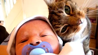 Кошки и младенцы: Первое знакомство - Cats and babies - Подборка приколов