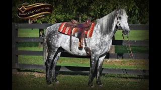 Mercury- Gray Percheron Quarter Horse Cross Rides and Drives!