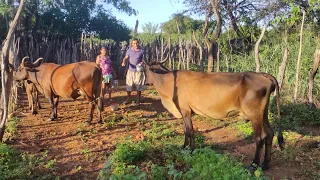 AS RIQUEZAS DO SERTÃO PERNAMBUCANO, VEJA TAMBÉM O AMANHECER COM OS CANTOS DAS AVES DA CAATINGA.